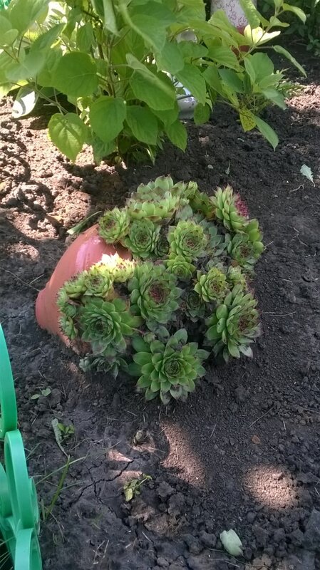 В саду у Маркиных