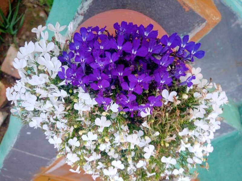 Лобелия
