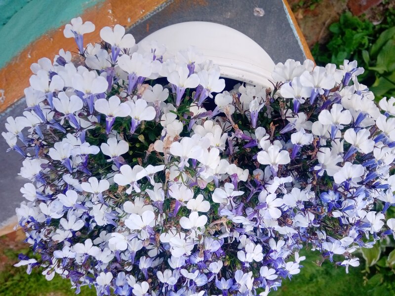 Лобелия