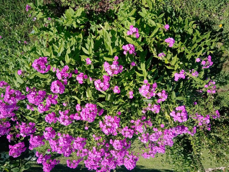 Флоксы