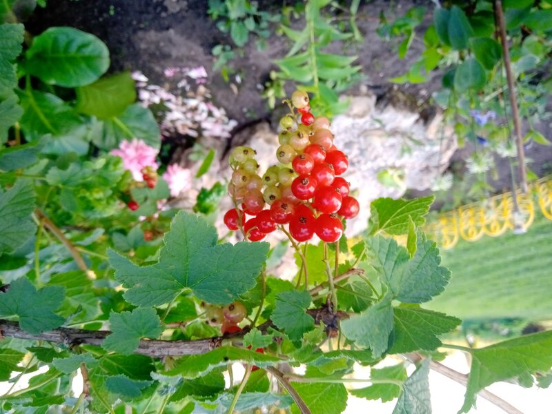 Красная смородина