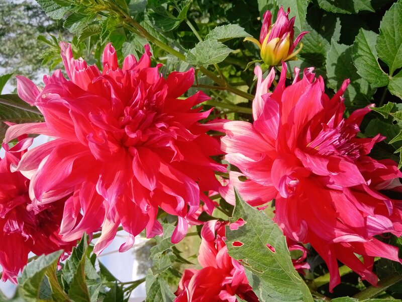 Цветы Георгины