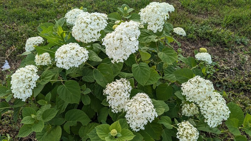 Дом Копыловых