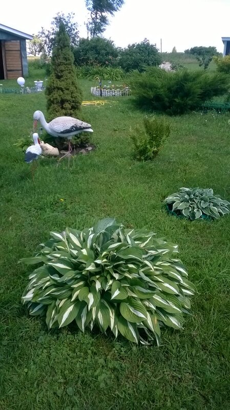 В саду у Маркиных