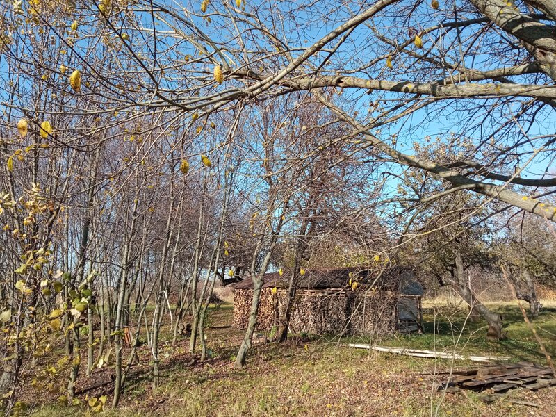 Дровник осенью