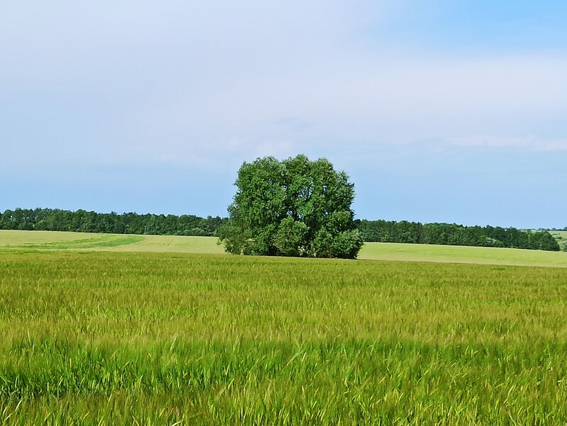 Деревенская природа