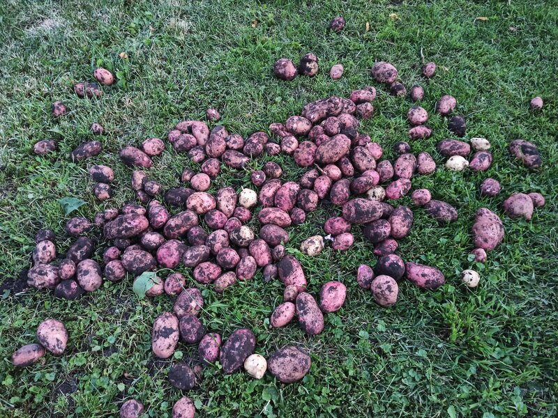 Молодой картофель